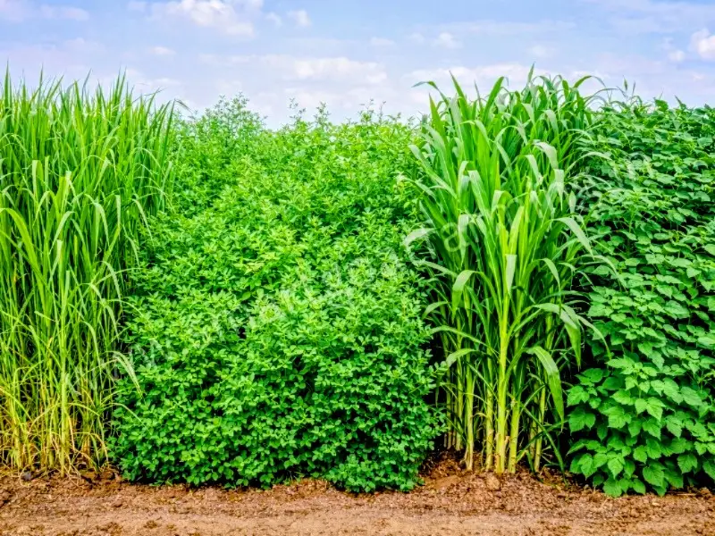 Green fodder crops for goat farming under NLM Yojana 2026